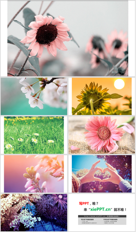 8张向日葵草地花朵PPT背景图片