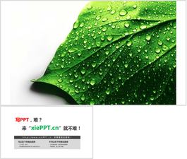 绿色露珠叶子PPT背景图片