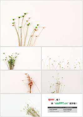 六张简约清新花束PPT背景图片
