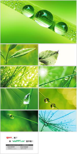 9张绿叶水滴露珠PPT背景图片