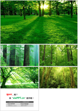 5张绿色森林PPT背景图片
