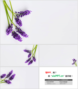 四張紫色鮮花PPT背景圖片